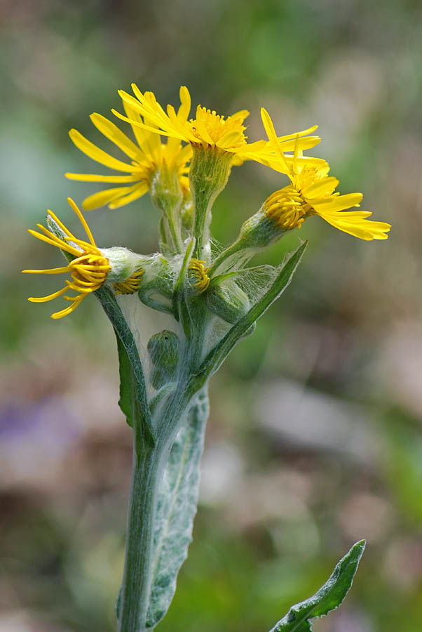 Tephroseris longifolia  ssp. gaudinii